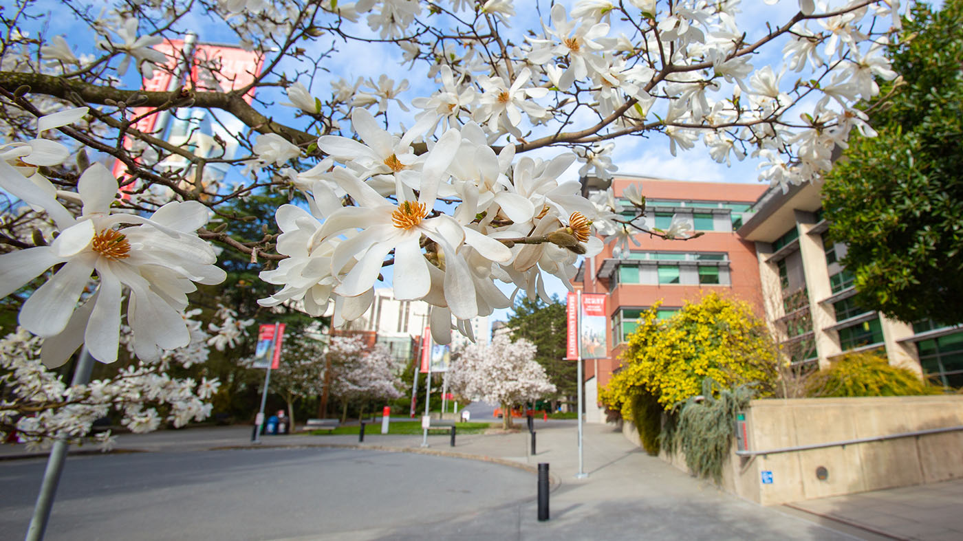 Sullivan Hall (background) and blooming tree flower (foreground)
